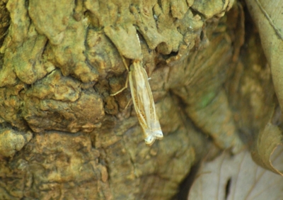 f:id:shinsyu7:20110702114503j:image:w640