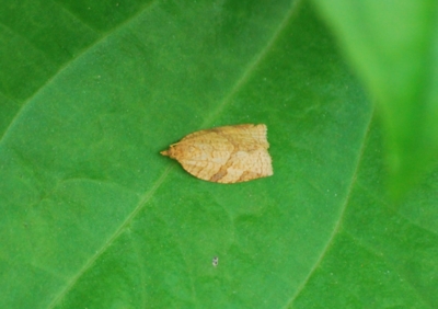 f:id:shinsyu7:20110702123741j:image:w640