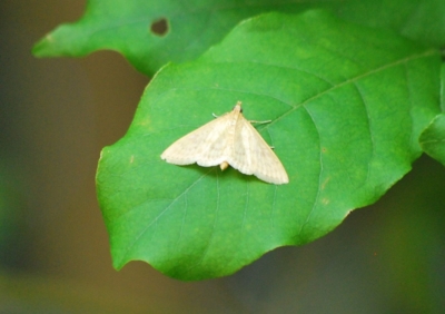 f:id:shinsyu7:20110702124341j:image:w640