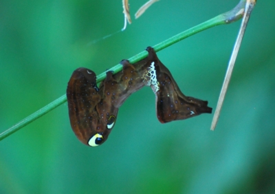 f:id:shinsyu7:20110720163515j:image:w640