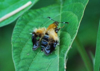 f:id:shinsyu7:20110720163953j:image:w640