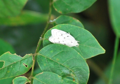 f:id:shinsyu7:20110720164633j:image:w640