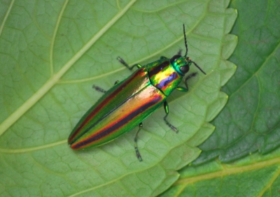 f:id:shinsyu7:20110801175944j:image:w640