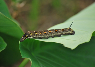 f:id:shinsyu7:20110803123826j:image:w640