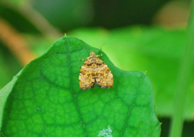 f:id:shinsyu7:20110803124436j:image:w640