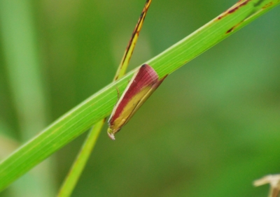 f:id:shinsyu7:20110803124827j:image:w640