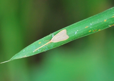 f:id:shinsyu7:20110808132535j:image:w640