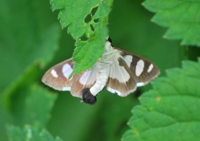 f:id:shinsyu7:20110808133319j:image:w640