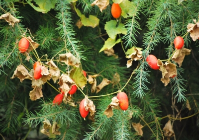 f:id:shinsyu7:20110822173810j:image:w640