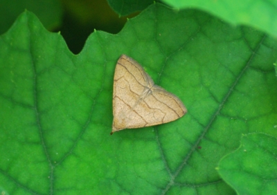 f:id:shinsyu7:20110903104810j:image:w640