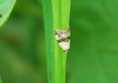 f:id:shinsyu7:20110903105015j:image:w640