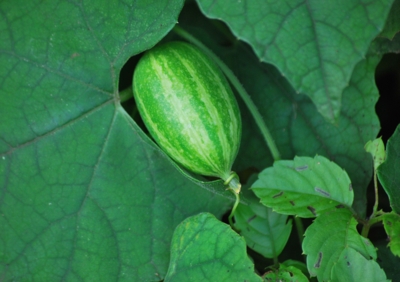 f:id:shinsyu7:20110905130651j:image:w640