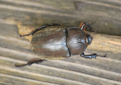 f:id:shinsyu7:20110916100336j:image:w640