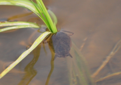 f:id:shinsyu7:20110916100522j:image:w640