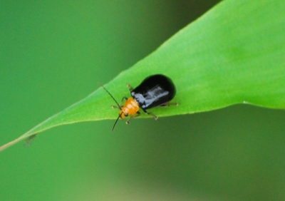 f:id:shinsyu7:20110916100853j:image:w640