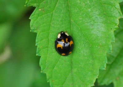 f:id:shinsyu7:20110916110103j:image:w640