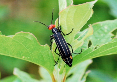 f:id:shinsyu7:20110916112804j:image:w640