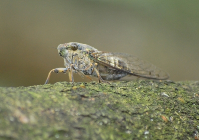 f:id:shinsyu7:20110918115942j:image:w640