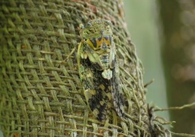 f:id:shinsyu7:20110918120554j:image:w640