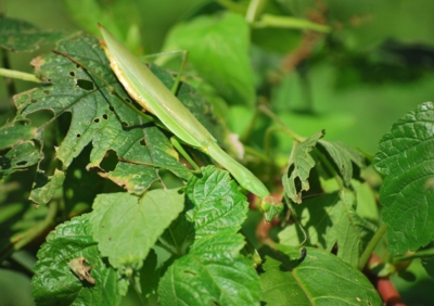 f:id:shinsyu7:20110920194404j:image:w640