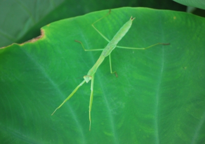 f:id:shinsyu7:20110920194743j:image:w640