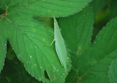 f:id:shinsyu7:20110920200553j:image:w640