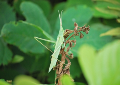 f:id:shinsyu7:20110921111340j:image:w640