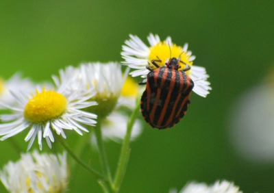 f:id:shinsyu7:20110921124403j:image:w640