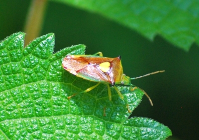 f:id:shinsyu7:20110921124858j:image:w640