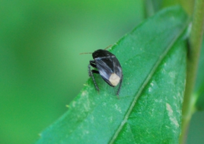 f:id:shinsyu7:20110921125758j:image:w640