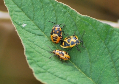 f:id:shinsyu7:20110921130026j:image:w640