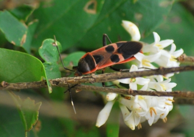 f:id:shinsyu7:20110921130233j:image:w640