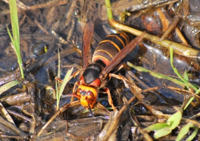 f:id:shinsyu7:20110921140511j:image:w640