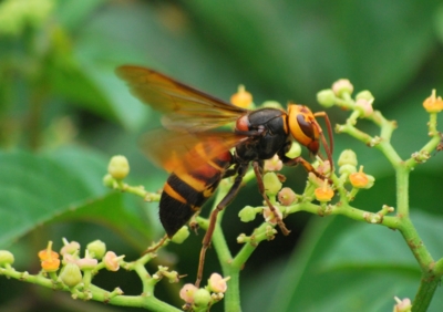 f:id:shinsyu7:20110921140514j:image:w640