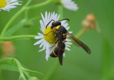 f:id:shinsyu7:20110921140749j:image:w640