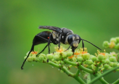 f:id:shinsyu7:20110921142247j:image:w640