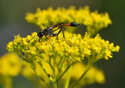 f:id:shinsyu7:20110921142829j:image:w640