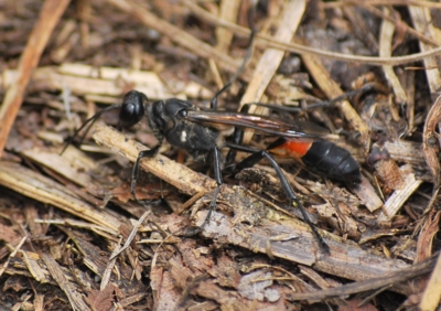 f:id:shinsyu7:20110921142835j:image:w640