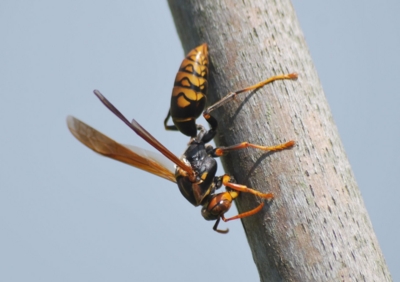 f:id:shinsyu7:20110921143218j:image:w640