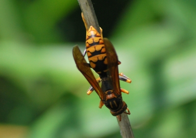 f:id:shinsyu7:20110921143223j:image:w640