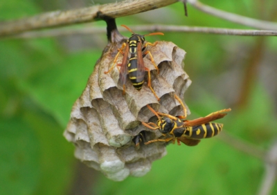 f:id:shinsyu7:20110921150426j:image:w640