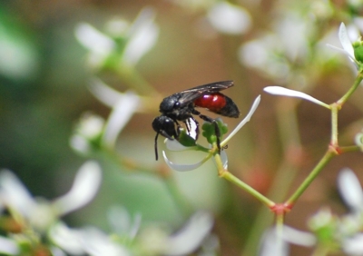 f:id:shinsyu7:20110921152116j:image:w640