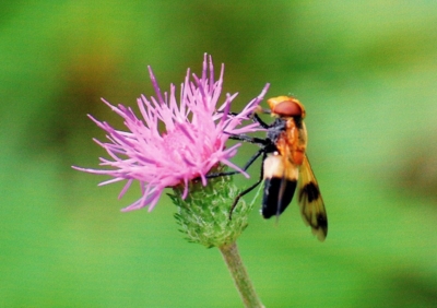 f:id:shinsyu7:20110921153600j:image:w640