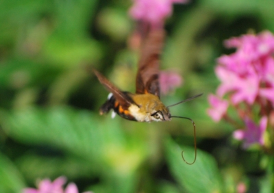 f:id:shinsyu7:20110924161421j:image:w640