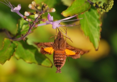 f:id:shinsyu7:20111005163220j:image:w640