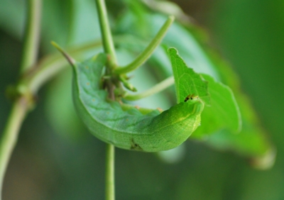 f:id:shinsyu7:20111105125251j:image:w640