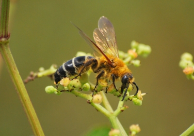 f:id:shinsyu7:20111105163007j:image:w640