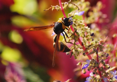 f:id:shinsyu7:20111105164004j:image:w640