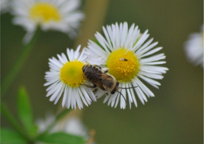 f:id:shinsyu7:20111105164547j:image:w640