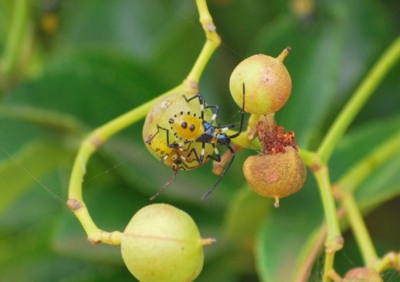 f:id:shinsyu7:20111106162000j:image:w640